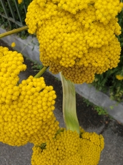Achillea filipendulina