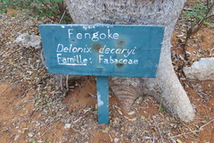 Delonix decaryi