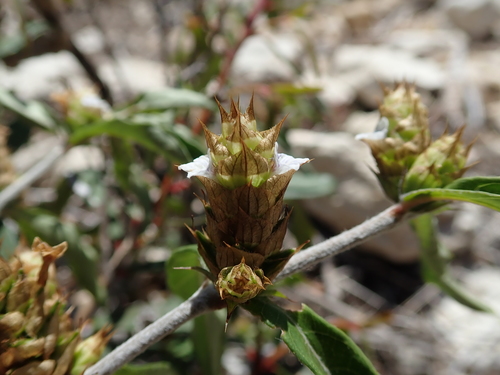 Neuracanthus umbraticus image