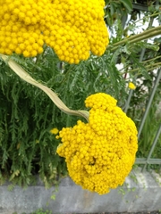 Achillea filipendulina