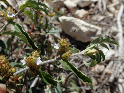 Neuracanthus umbraticus image