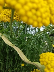 Achillea filipendulina
