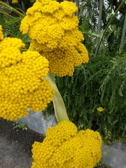 Achillea filipendulina