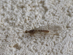 Pseudomallada venosus