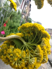 Achillea filipendulina