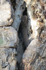 Blaesodactylus sakalava