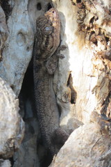 Blaesodactylus sakalava