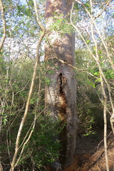 Blaesodactylus sakalava