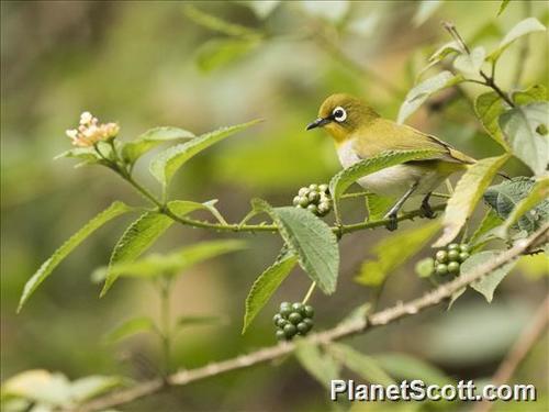 Malagasy White-eye