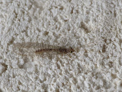 Pseudomallada venosus