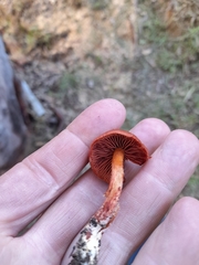 Cortinarius persplendidus