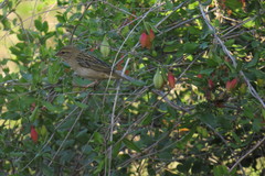 Ploceus sakalava