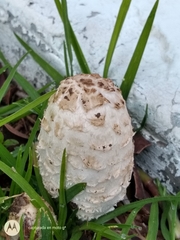 Coprinus comatus