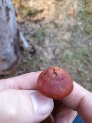 Cortinarius persplendidus