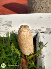 Coprinus comatus