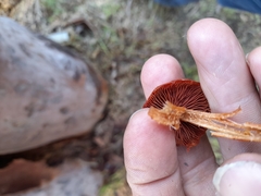 Cortinarius persplendidus