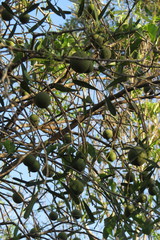 Adansonia rubrostipa