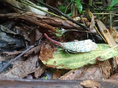 Pyrops oculatus