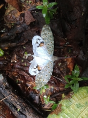 Pyrops oculatus