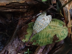 Pyrops oculatus