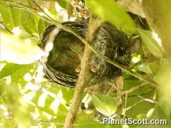 Otus rutilus rutilus