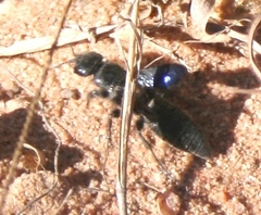 Myzininae