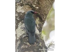 Hypositta corallirostris