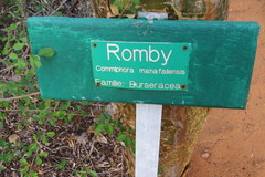 Commiphora mahafaliensis