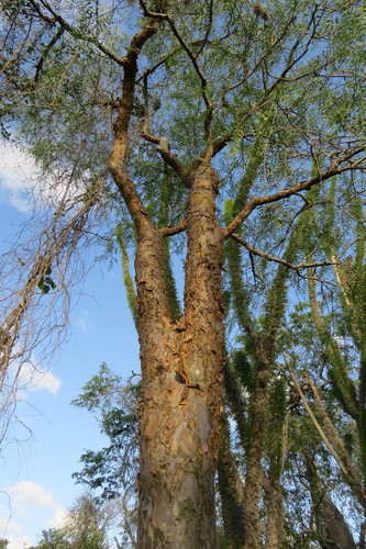 Commiphora mahafaliensis Capuron 2