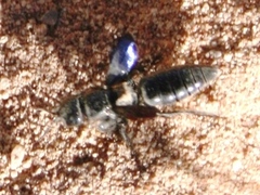 Myzininae