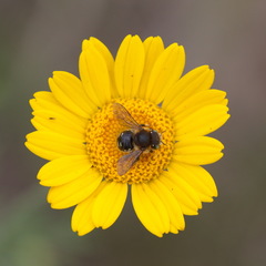 Anthidium punctatum