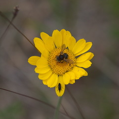 Anthidium punctatum