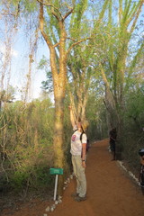 Commiphora mahafaliensis