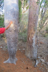 Givotia madagascariensis