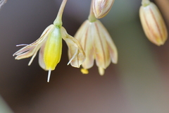 Allium longispathum