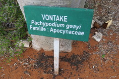 Pachypodium geayi image