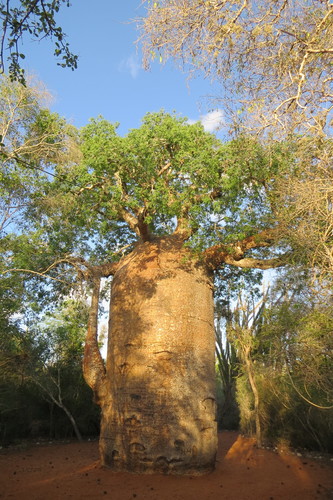 fony baobab