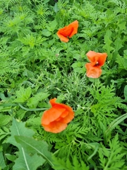 Papaver oreophilum