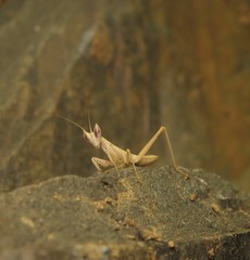 Apteromantis aptera