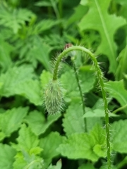 Papaver oreophilum