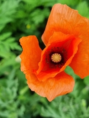 Papaver oreophilum