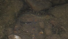 Cobitis paludica
