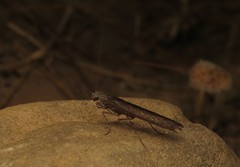 Perlamantis alliberti