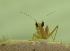 Apteromantis aptera