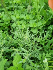 Papaver oreophilum