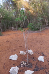 Adansonia rubrostipa