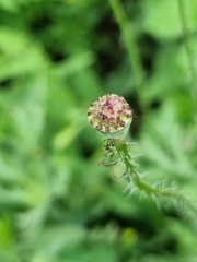 Papaver oreophilum