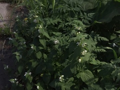 Lamium turkestanicum