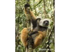 Propithecus diadema