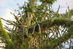 Cynanchum floriferum